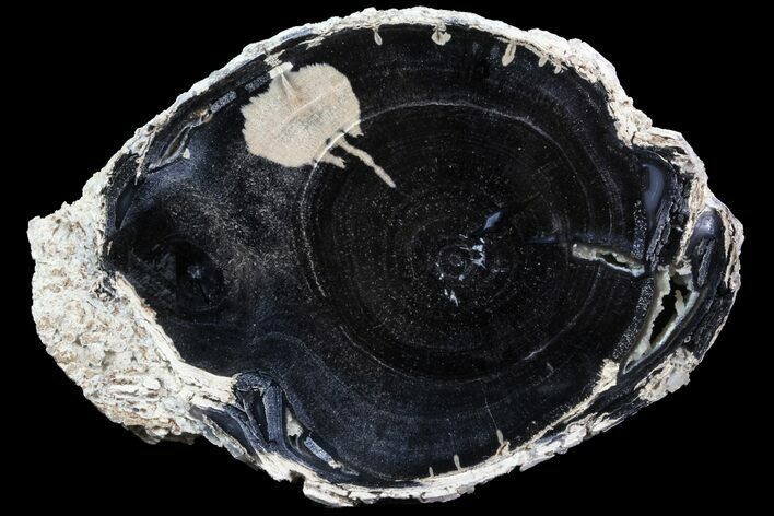Petrified Wood (Schinoxylon) Slab - Blue Forest, Wyoming #78863